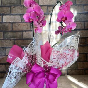 Orquídea