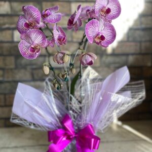 Orquídea