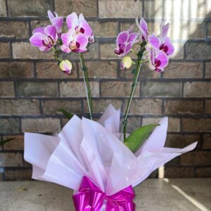 Orquídea