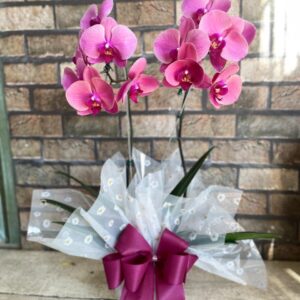 Orquídea