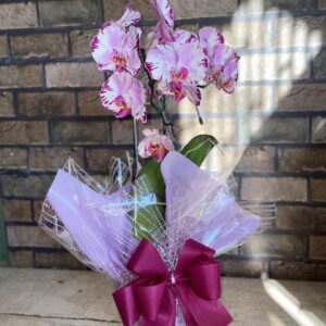 Orquídea