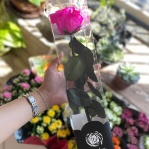 Rosa Eterna na Caixa