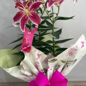 Lírio Rosa em Vaso
